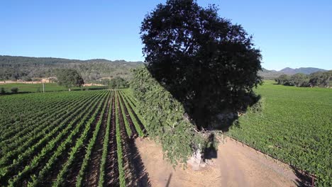 Aerial-shot-from-a-hot-air-balloon-flight-over-a-Pope-Valley-vineyard-on-a-bright-sunny-summer-morning-California