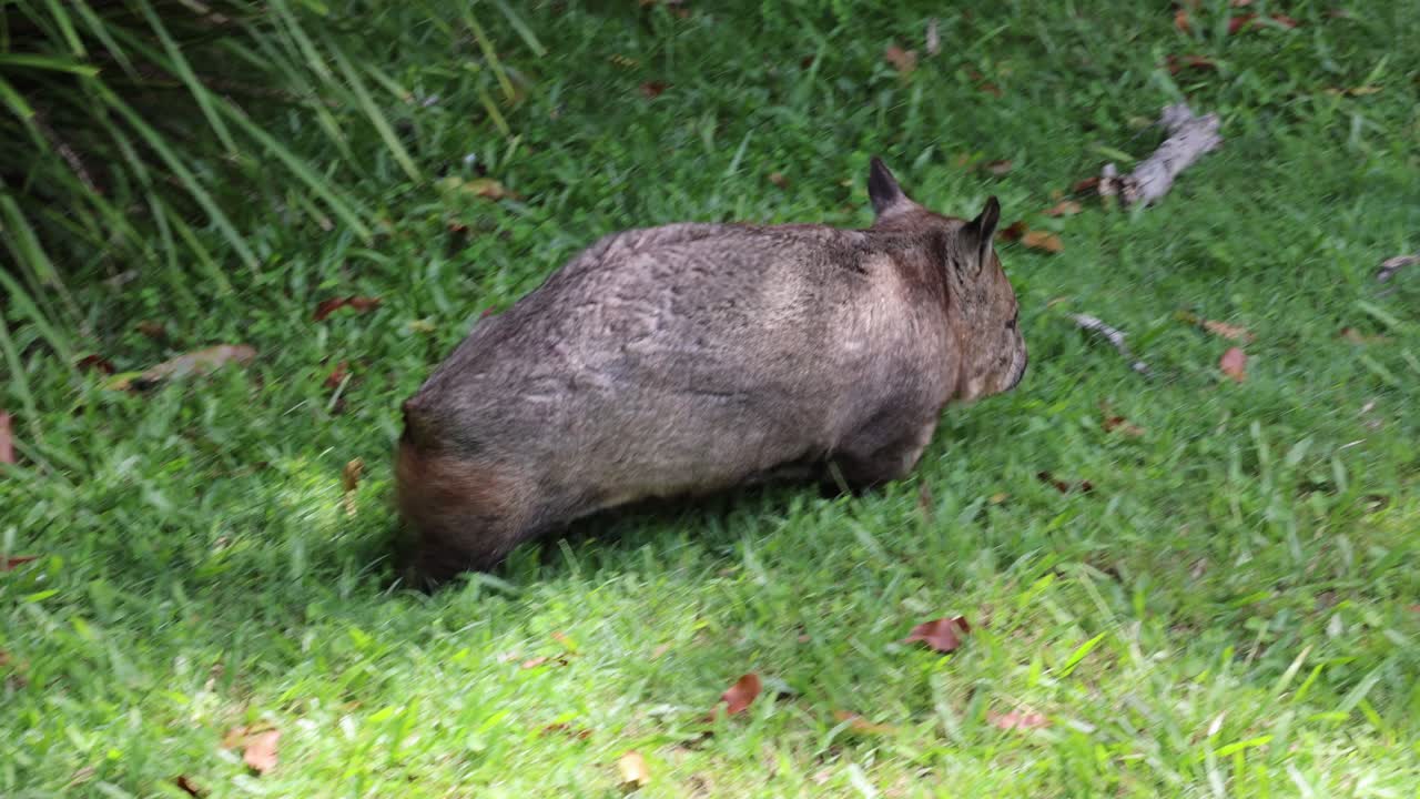 A wombat moves and feeds in a lush green field