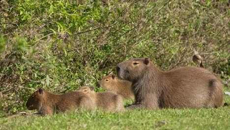 family of capybara lying on the ground near the dense vegetation. - static shot