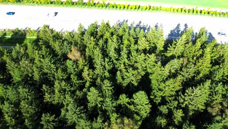 Vista-Aérea-De-Arriba-Hacia-Abajo-De-Un-Exuberante-Bosque-Verde-En-Verano,-4k