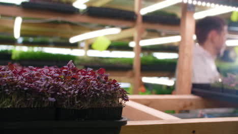indoor microgreens growing