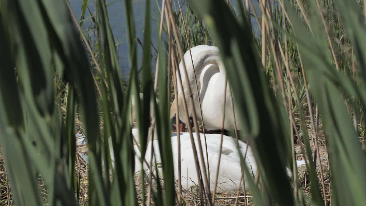 cygnus olor en un nido de descanso primavera día soleado montpellier