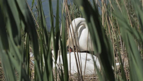 Cygnus-Olor-In-Einem-Nest-Ruhender-Frühling-Sonniger-Tag-Montpellier