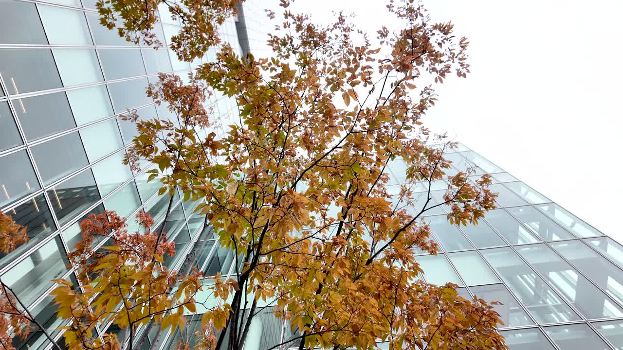 Low angle view of colorful autumn tree growing near modern office building with glass facade