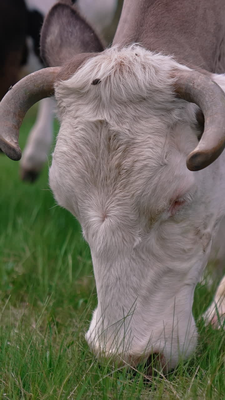 Close up view of grazing cow at field. Head of cow eating green grass. Vertical video