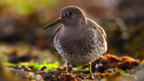 extreme close up of a purple sandpiper looking toward the camera before continuing to forage in the stony beach and seaweed, slow motion