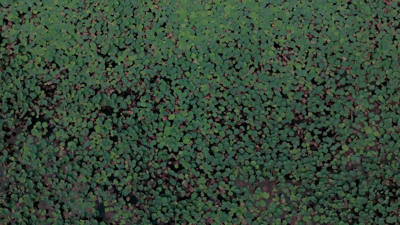 vista aérea de las almohadillas de lirios que cubren la superficie de un lago