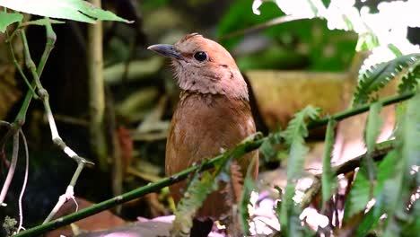 La-Pitta-De-Nuca-Oxidada-Es-Un-Ave-Confiada-Que-Se-Encuentra-En-Hábitats-De-Bosques-Montañosos-De-Gran-Altura,-Hay-Muchos-Lugares-En-Tailandia-Para-Encontrar-Esta-Ave