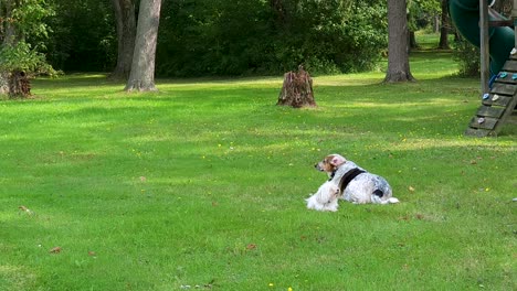 two dogs, small and big resting on green grass in beautiful nature