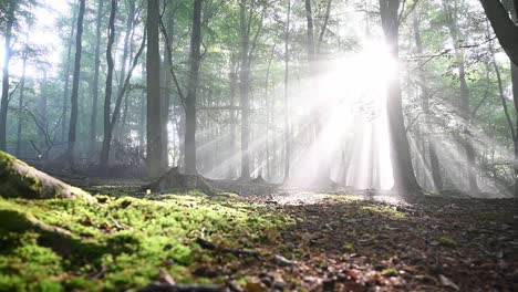 Low-angle-trucking-shot-showing-mossy-ground-and-falling-leaves-during-sunny-autumn-day-in-forest-woodland-with-sunbeams