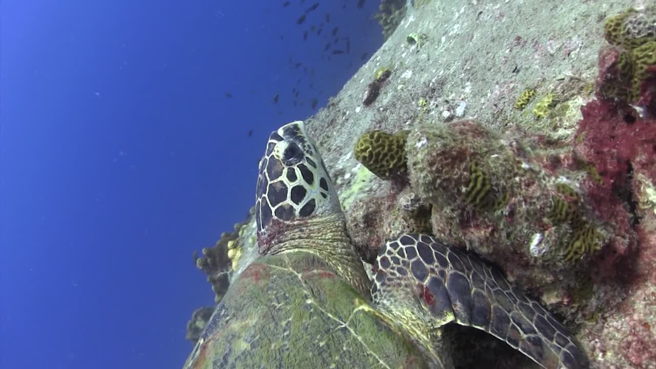 Hawksbill turtle at Hin Wong Pinnacle Koh Tao-2