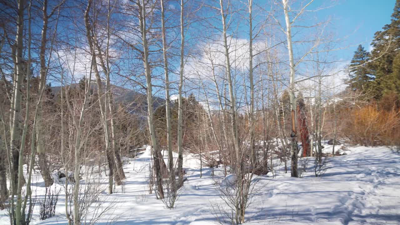 뉴질랜드 눈 덮인 숲을 걷다