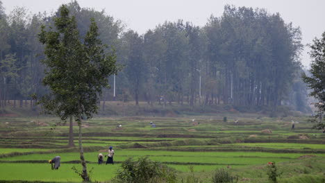 Farmers-working-on-fields-in-remote-rural-area-in-Rwanda,-Africa