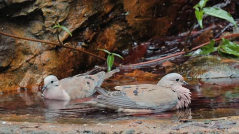 un par de palomas manchadas en el agua