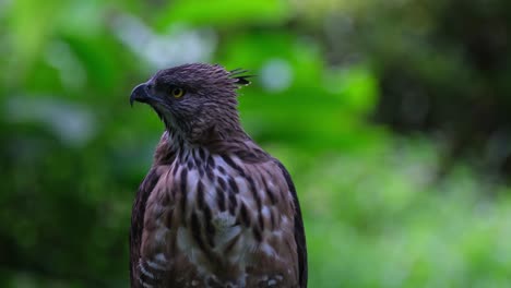 mirando por encima del hombro derecho y girando la cabeza hacia la derecha mientras se sacude, pinsker's hawk-eagle nisaetus pinskeri, filipinas
