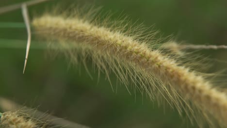 4k yellow cotton grass, nature