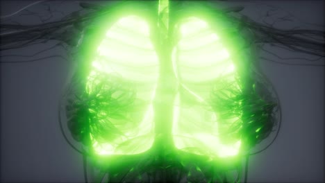 science anatomy scan of human lungs