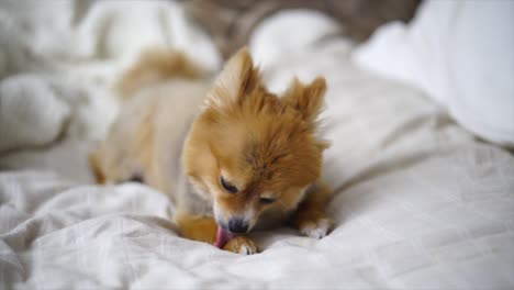 Beautiful-Pomeranian-Puppy