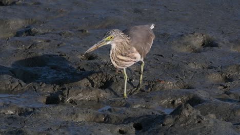 One-of-the-Pond-Herons-found-in-Thailand-which-display-different-plumages-according-to-season