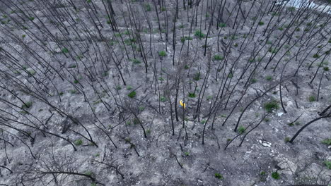 male surveys remains of woodland trees in wildfire disaster descending top down aerial view