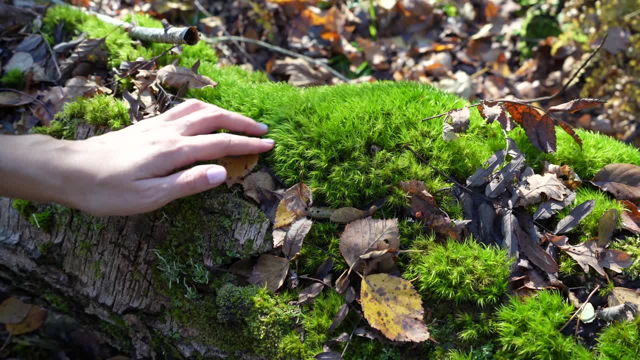Sunny day in the forest, a woman's hand slowly slides over a green mossy tree