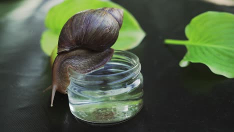 snail sits on a glass with water. giant african snail