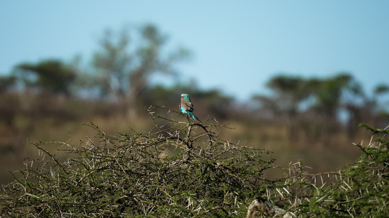 plano general de un pájaro rodillo de pecho lila sentado en un árbol de acacia espinoso con el paisaje africano borroso en el fondo