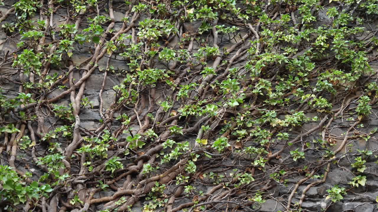 Close view of climbing vines and vegetation on old castle brick facade