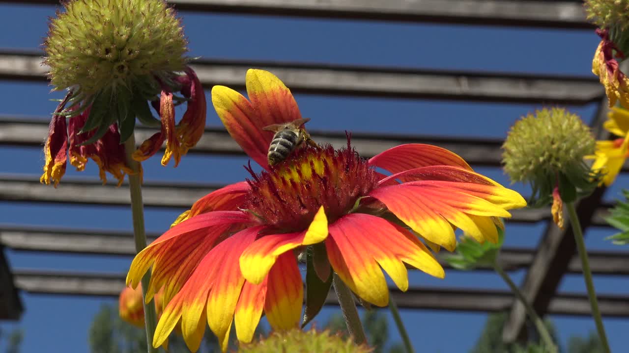 abeja de miel aterrizando en una gran flor roja, naranja y amarilla, corriendo y bebiendo un poco de néctar