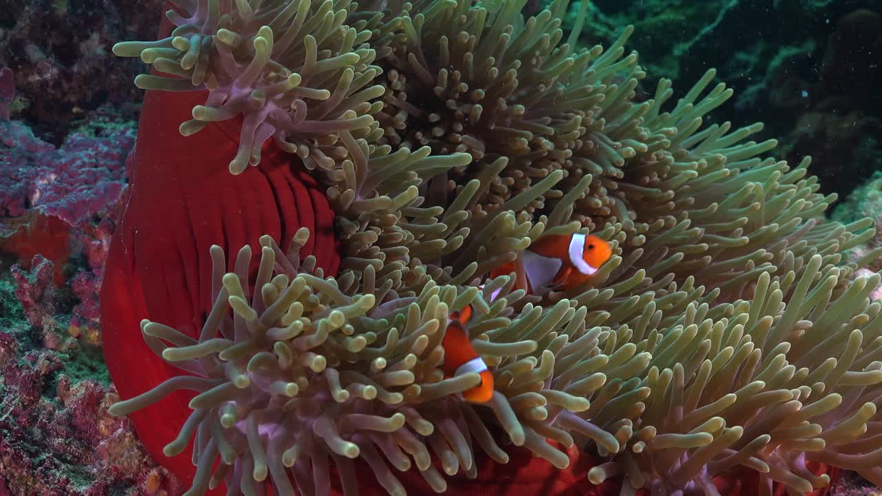 Pesce pagliaccio in corallo molle rosso