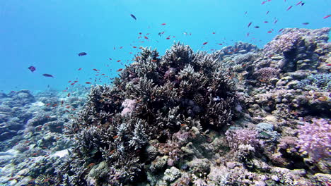 muchos peces nadando bajo el agua cerca de la costa de egipto, vista de los buzos