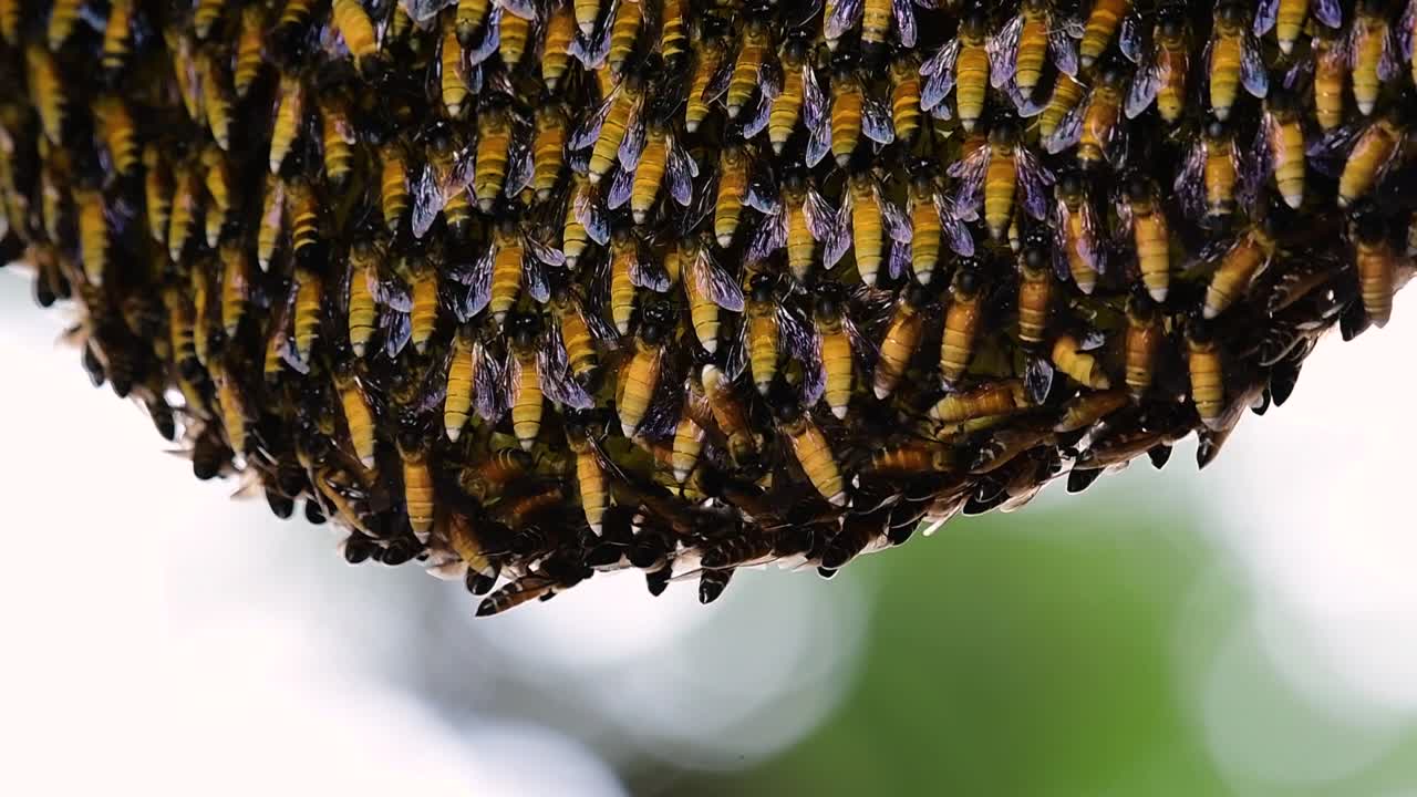 se sabe que las abejas melíferas gigantes construyen grandes colonias de nidos con bolsillos simétricos hechos de cera para almacenar miel como fuente de alimento.