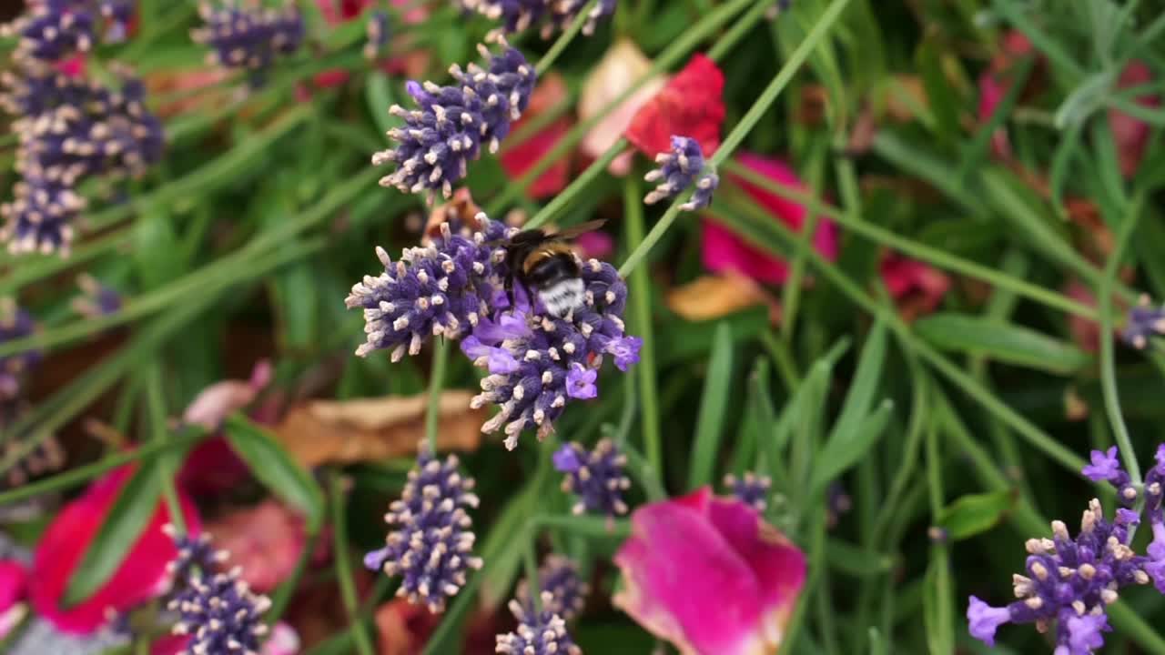 Bombo che vola e si posa sul fiore di un cespuglio di lavanda viola, raccogliendo polline