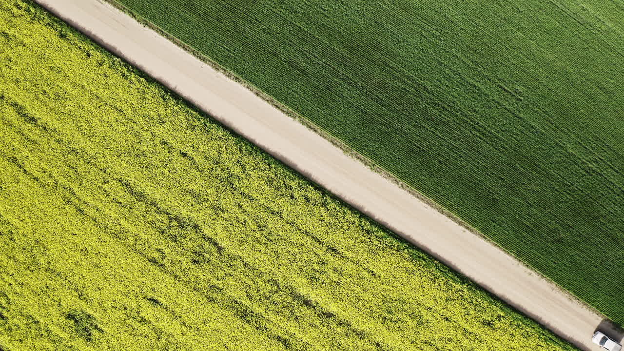 camioneta blanca conduciendo por la carretera rural rodeada por el campo de canola y trigo en saskatchewan, canadá