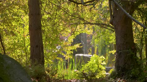 Bäume-Im-Herbst-In-Einem-Park-In-Boise,-Idaho,-Im-Gegenlicht-Der-Sonne-An-Einem-Warmen-Herbsttag-Im-Oktober