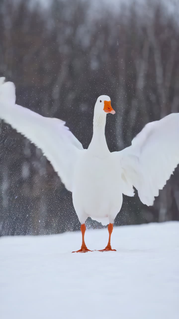 White Goose in Snowy Landscape