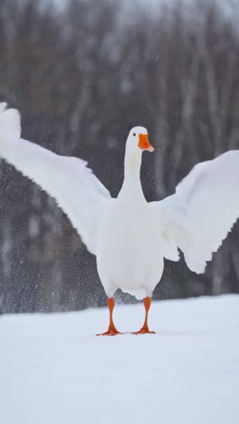 white goose in snowy landscape