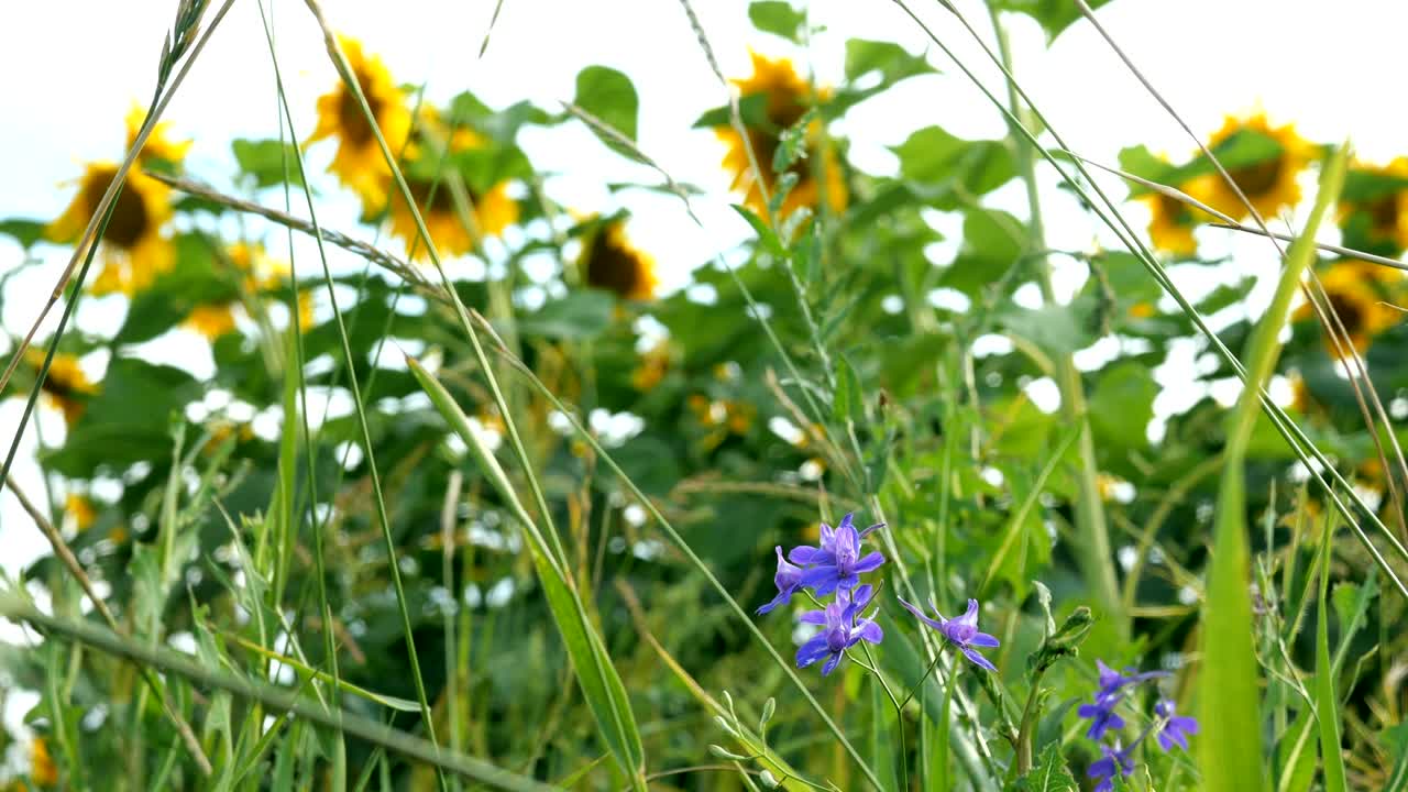 밝은 빛의 여름날에 꽃이 피는 해바라기 들판과 밝은 뒷빛의 태양.