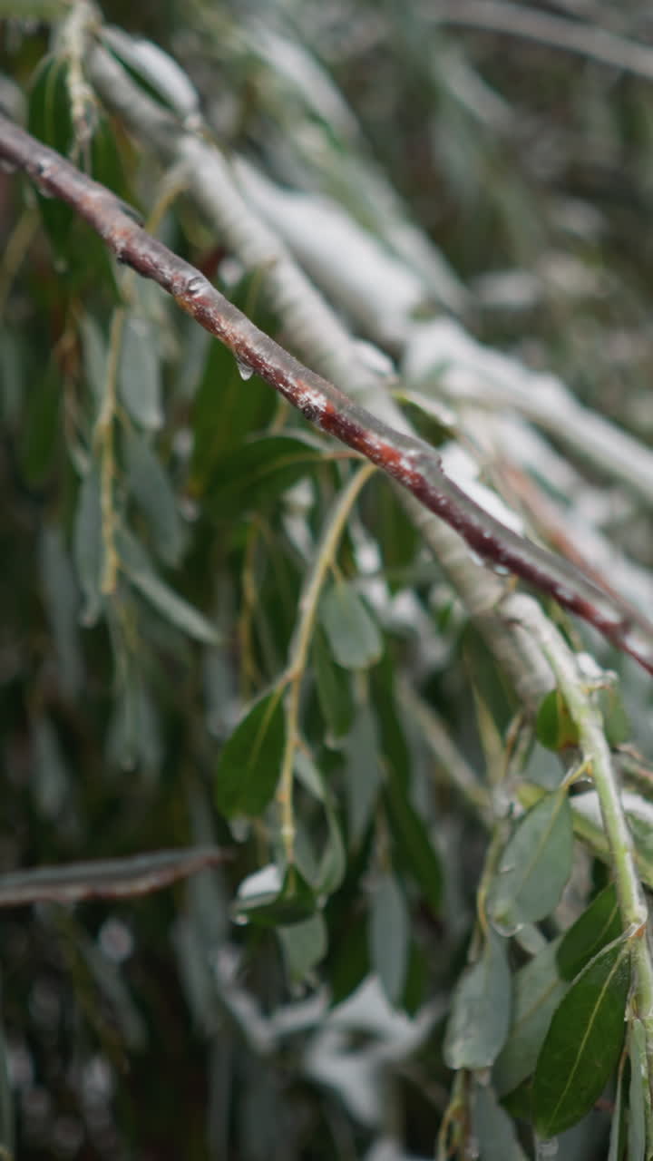 Close-up view of snow-covered tree branches with water droplets clinging to leaf tips, highlighting delicate winter textures, frozen details, natural moisture, and vibrant contrast of green leaves