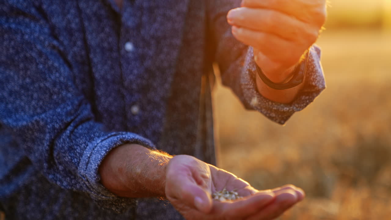 Hands of an adult male farmer pouring the grains. Close up. Agrarian check the ripeness of bread at sunset in the field