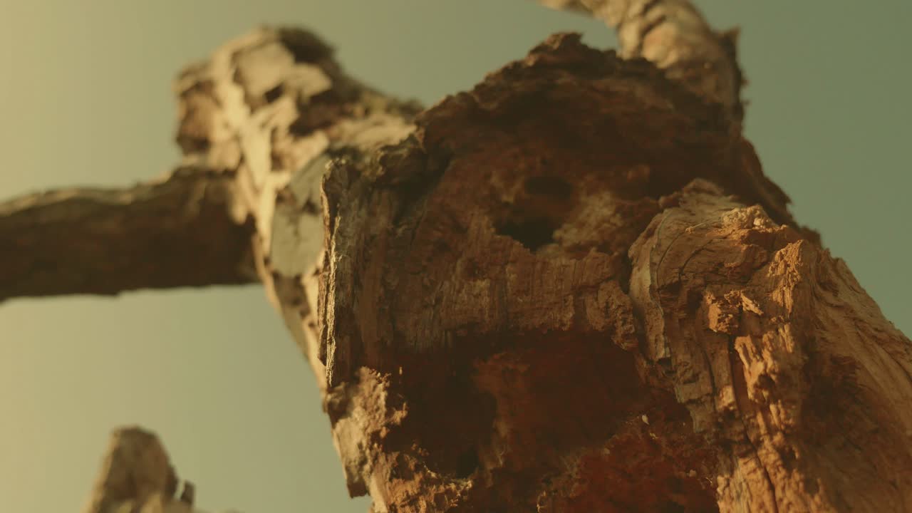árbol roto muerto en la colina