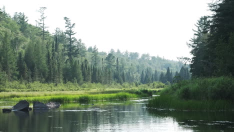 Cacerola-Lenta-De-Un-Río-Claro-Y-Pacífico-Con-Bosque-De-Pinos-En-El-Fondo