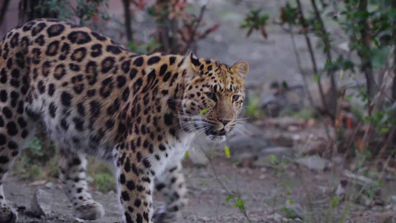 leopardo caminando por el parque nacional del bosque.