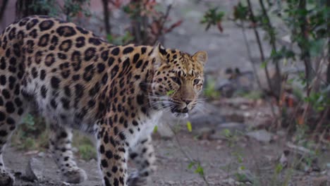 leopard walking down the forest national park.