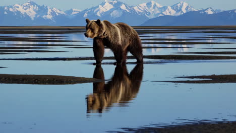 grizzly bear walking in shallow water with mountain reflection