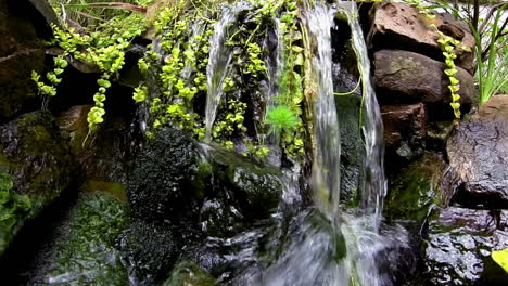 cascada y plantas acuáticas de agua dulce en cámara lenta combinada con fotogramas