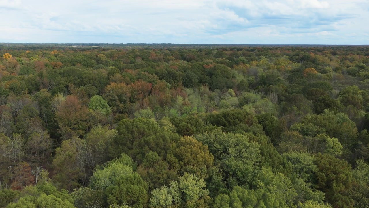 Autumnal Woodland At W.C. Johnson Park In Collierville, Tennessee, United States. Aerial Drone Shot