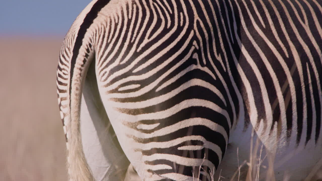 Grevy's Zebras tail and back in savannah grasslands