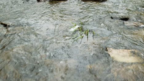 Vuelo-Bajo-Al-Agua-Sobre-Un-Río-Forestal-De-Aguas-Claras-Y-Poco-Profundas