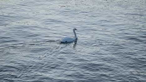 Ein-Video-Zeigt-Einen-Weißen-Schwan-Und-Ein-Paar-Gänse,-Die-Im-Meer-Schwimmen